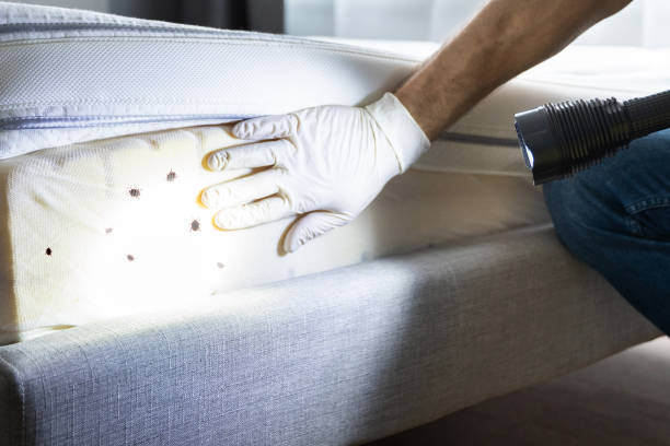 Best Termite Control Services  in Lansing, KS